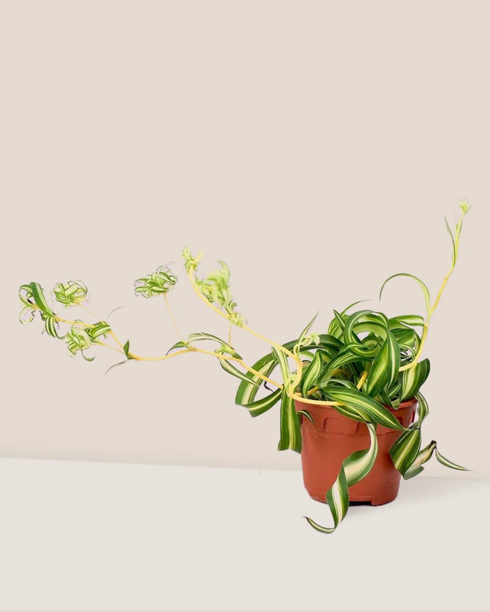 bonnie caribbean spider plant Spider Plant Bonnie