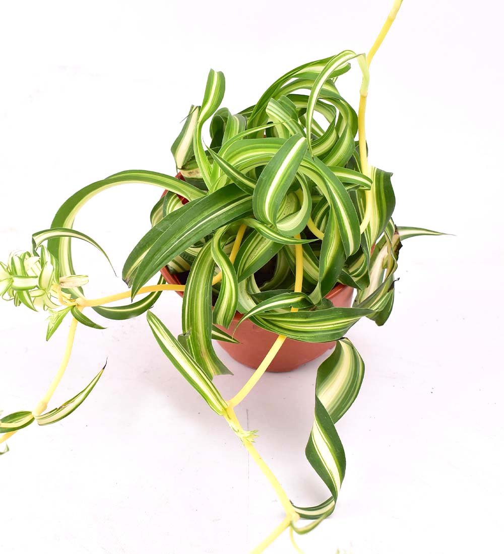 spider plant singapore Spider Plant Bonnie