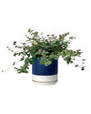 Star Jasmine - blue white two tone - Potted plant - Tumbleweed Plants - Online Plant Delivery Singapore