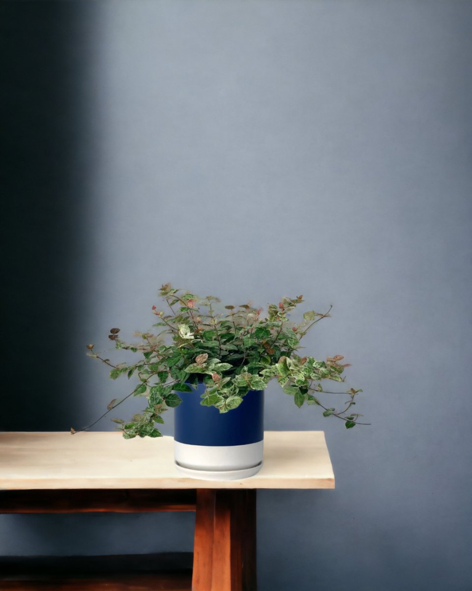 Star Jasmine - blue white two tone - Potted plant - Tumbleweed Plants - Online Plant Delivery Singapore