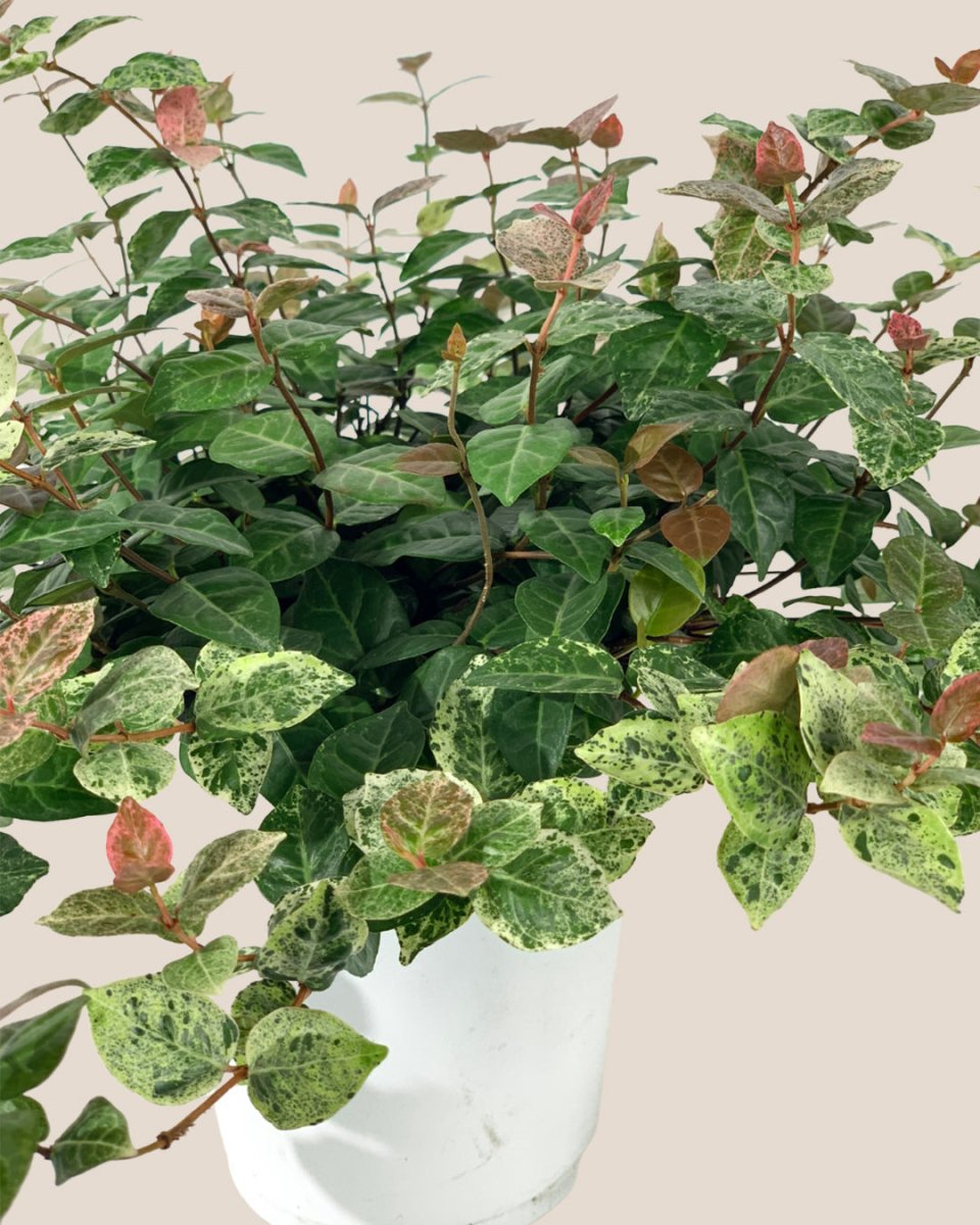 Star Jasmine - grow pot - Potted plant - Tumbleweed Plants - Online Plant Delivery Singapore