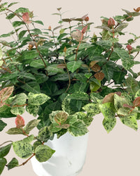 Star Jasmine - grow pot - Potted plant - Tumbleweed Plants - Online Plant Delivery Singapore