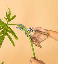Stem Cutters