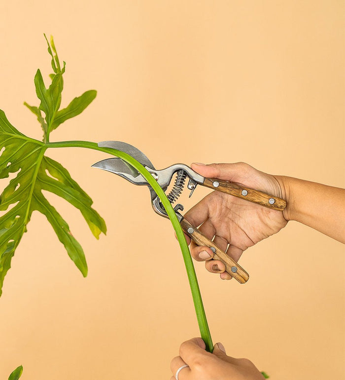 Stem Cutters