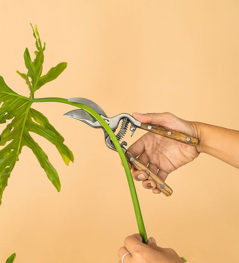 Stem Cutters