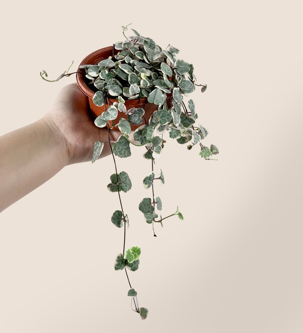 String of Hearts Variegated - Just plant - Tumbleweed Plants - Online Plant Delivery Singapore