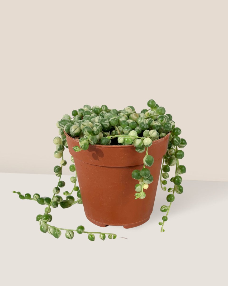 String of Pearls Variegated - grow pot - Potted plant - Tumbleweed Plants - Online Plant Delivery Singapore