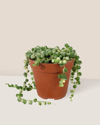 String of Pearls Variegated - grow pot - Potted plant - Tumbleweed Plants - Online Plant Delivery Singapore