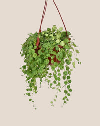 String of Turtles - grow pot - Just plant - Tumbleweed Plants - Online Plant Delivery Singapore