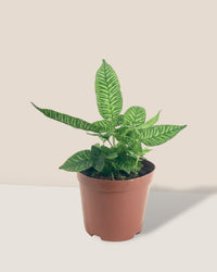 Striped Bamboo Fern - grow pot - Potted plant - Tumbleweed Plants - Online Plant Delivery Singapore