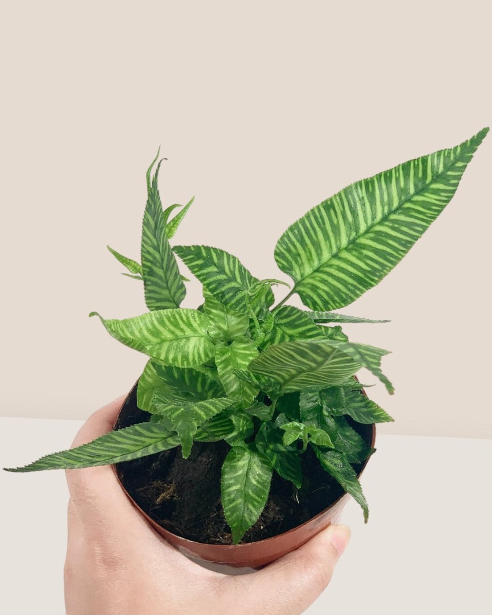Striped Bamboo Fern - grow pot - Potted plant - Tumbleweed Plants - Online Plant Delivery Singapore