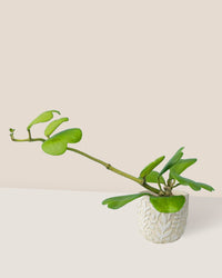Sweetheart Hoya paired with annabelle planter