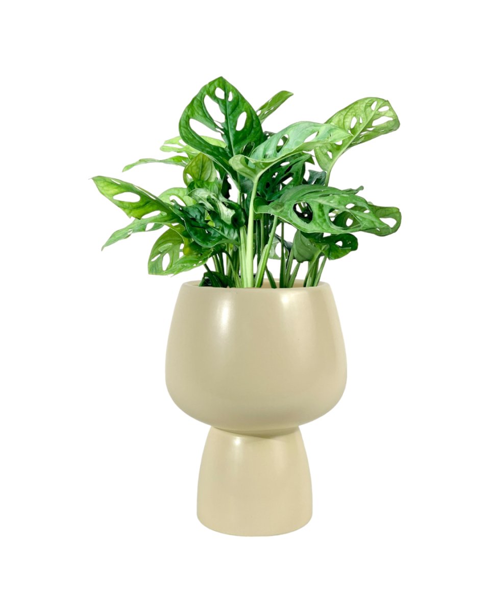 Swiss Cheese Plant paired with ceramic sand pot
