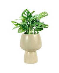 Swiss Cheese Plant paired with ceramic sand pot