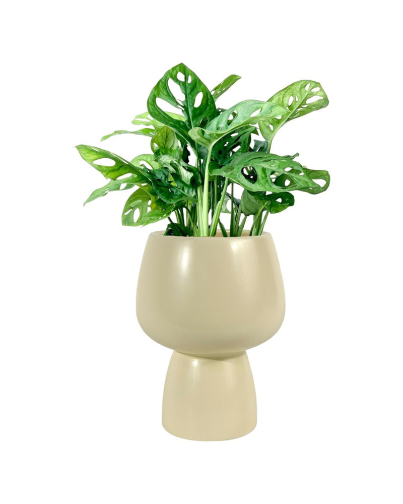 Swiss Cheese Plant paired with ceramic sand pot