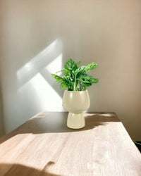 Swiss Cheese Plant paired with ceramic sand pot