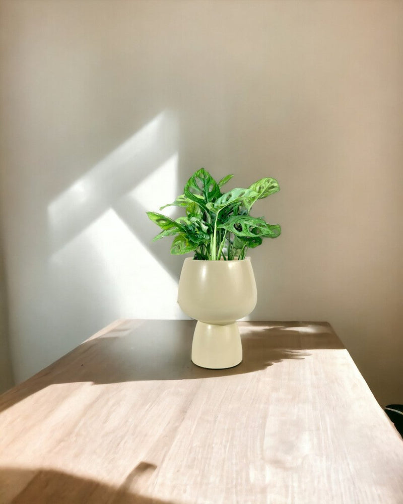Swiss Cheese Plant paired with ceramic sand pot