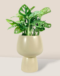 Swiss Cheese Plant paired with ceramic sand pot