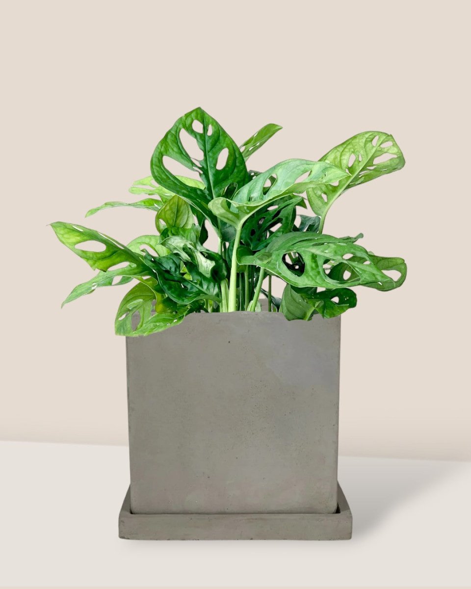 Swiss Cheese Plant paired with smoffy cement planter - square
