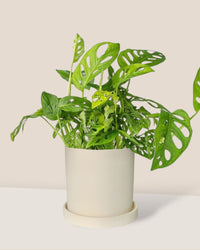 Swiss Cheese Plant paired with white flour planter - cylinder