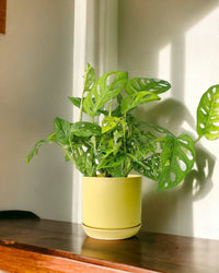 Swiss Cheese Plant paired with cylinder pot yellow