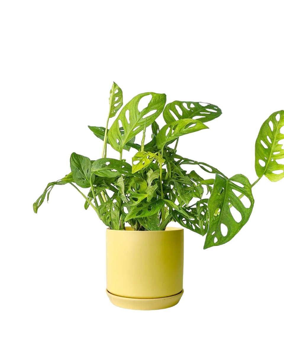 Swiss Cheese Plant paired with cylinder pot yellow