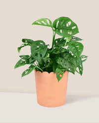 Swiss Cheese Plant paired with ruffled rim terracotta pot