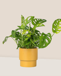 Swiss Cheese Plant paired with plinth pot large mustard