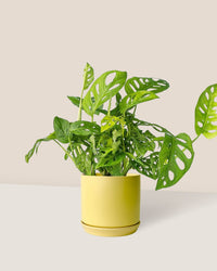 Swiss Cheese Plant paired with cylinder pot yellow