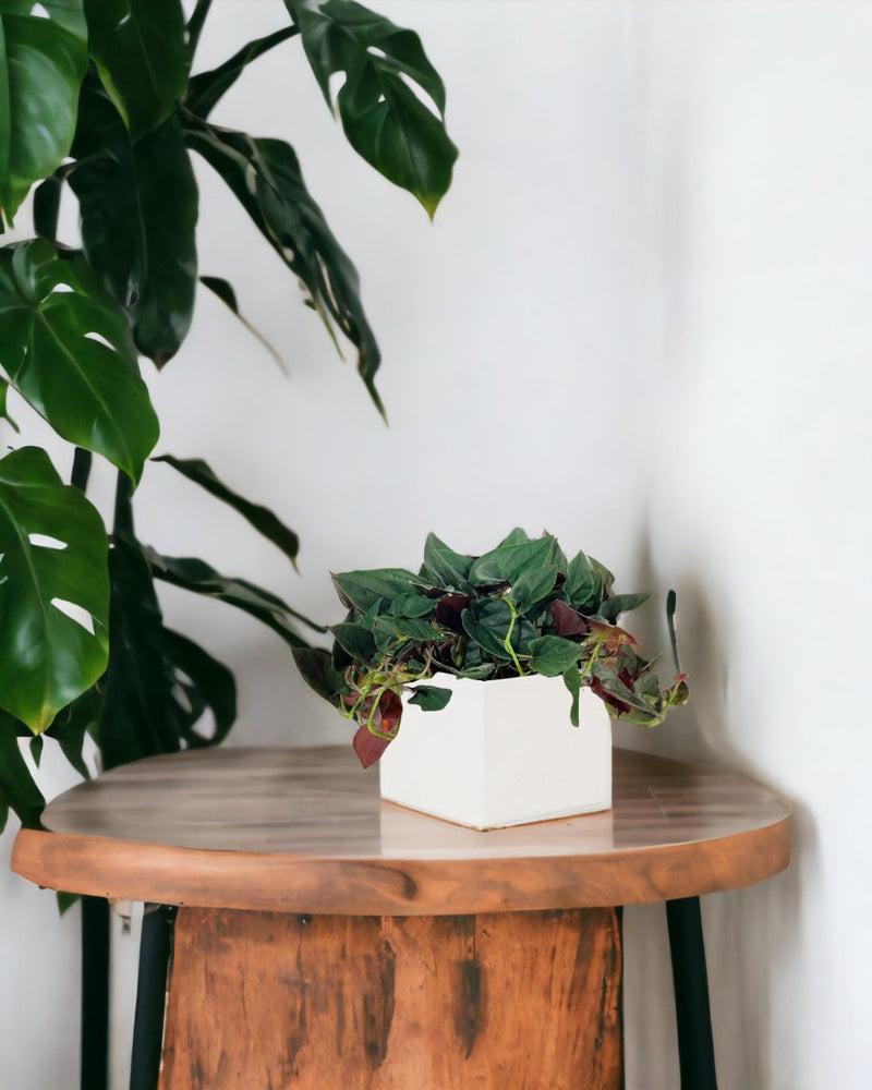 Syngonium Erythrophyllum - bondi cube - Potted plant - Tumbleweed Plants - Online Plant Delivery Singapore