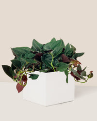 Syngonium Erythrophyllum - bondi cube - Potted plant - Tumbleweed Plants - Online Plant Delivery Singapore