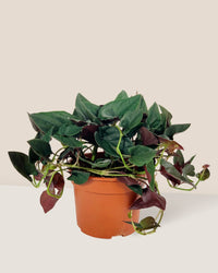 Syngonium Erythrophyllum - grow pot - Potted plant - Tumbleweed Plants - Online Plant Delivery Singapore