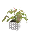 Syngonium Milk Confetti paired with cement cube planter