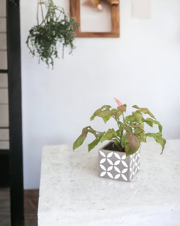 Syngonium Milk Confetti paired with cement cube planter