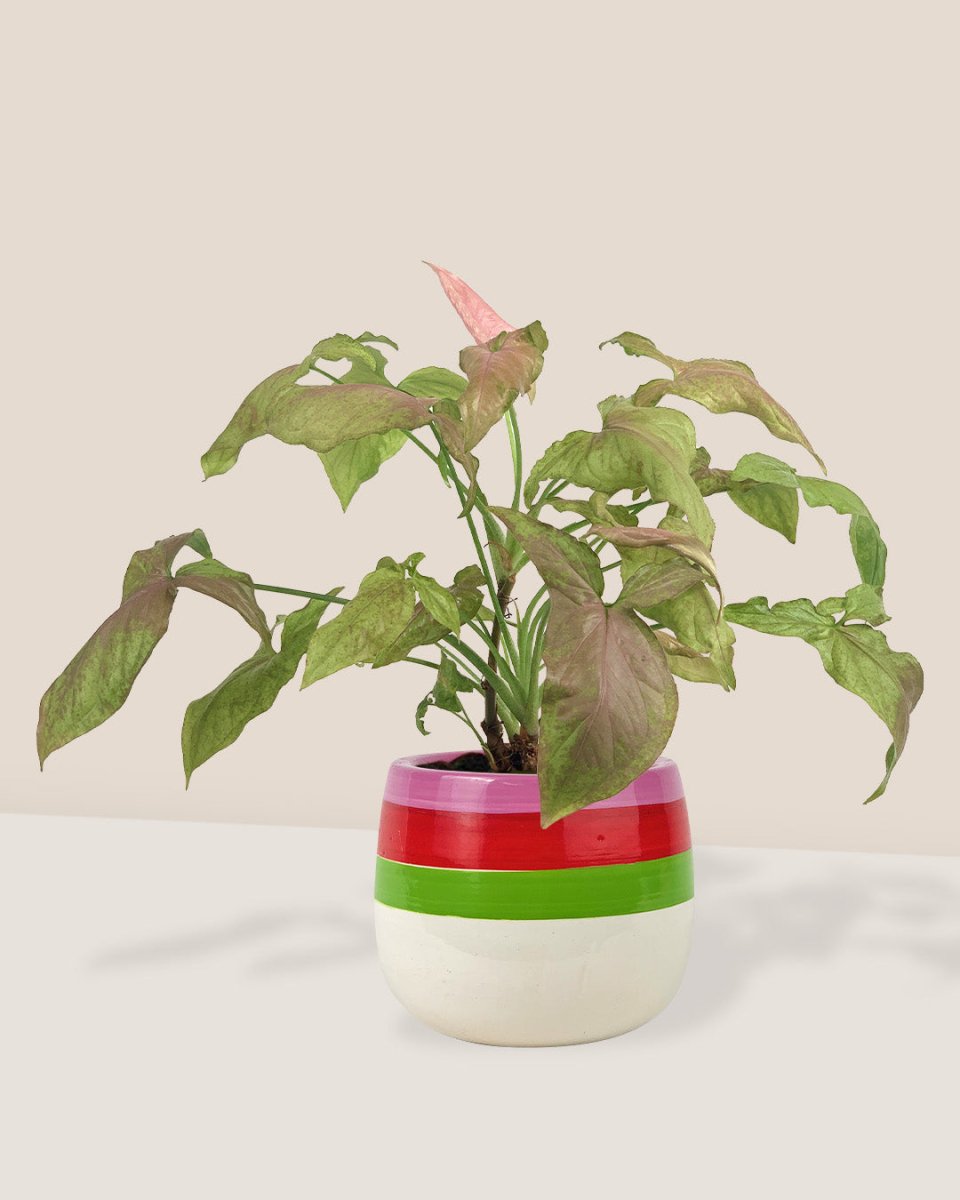 Syngonium Milk Confetti paired with poppy planter - ariel