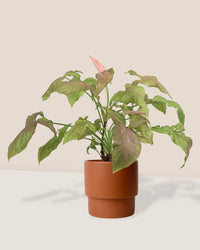 Syngonium Milk Confetti paired with plinth pot - large/chestnut