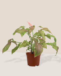 Syngonium Milk Confetti in a grow pot