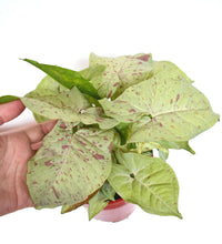 Syngonium Milk Confetti
