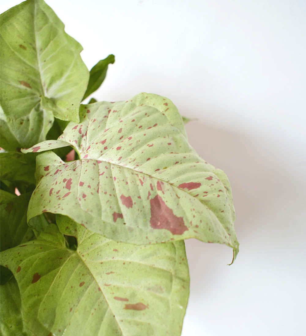 Syngonium Milk Confetti
