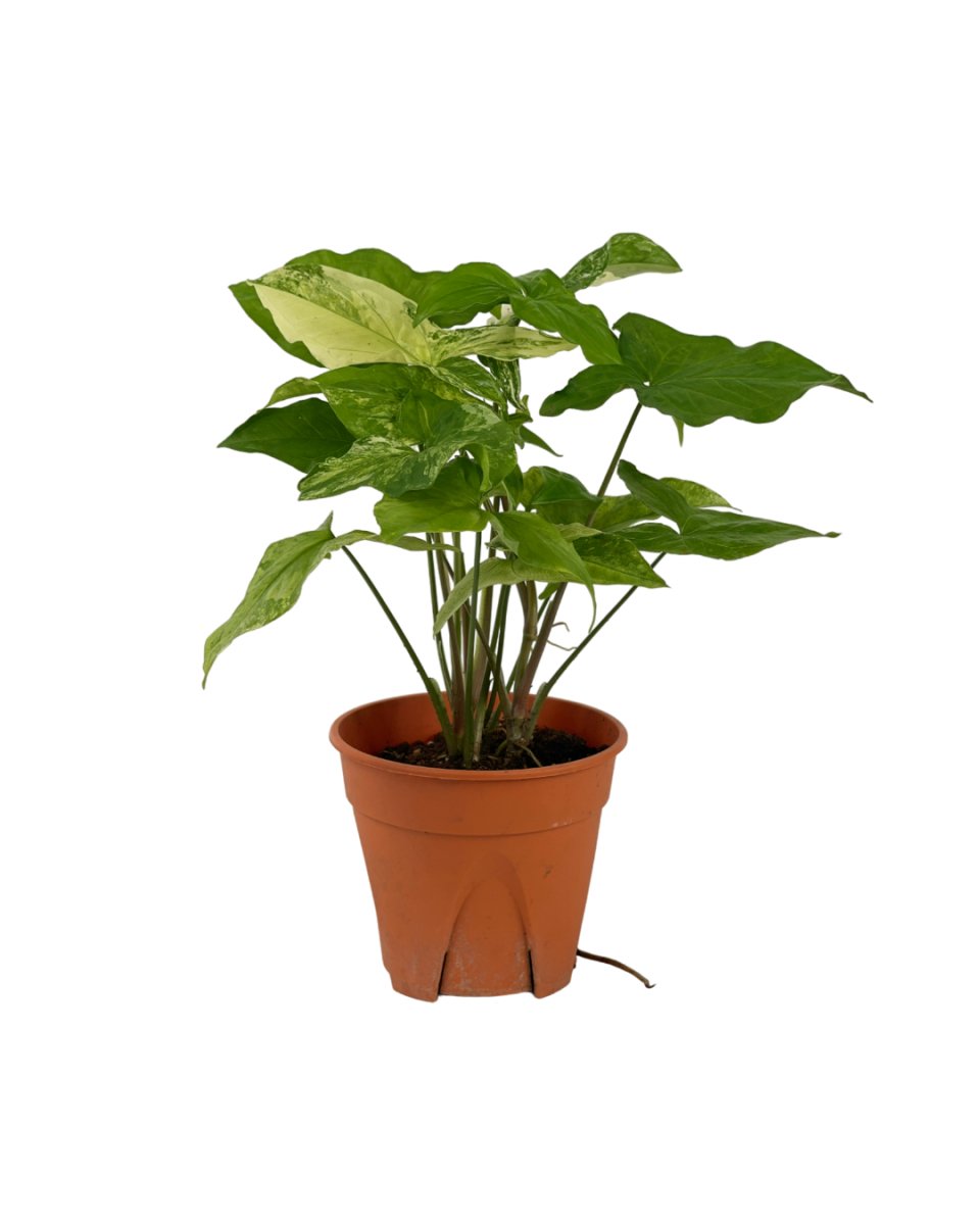 Syngonium White Albo - grow pot - Potted plant - Tumbleweed Plants - Online Plant Delivery Singapore