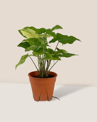 Syngonium White Albo - grow pot - Potted plant - Tumbleweed Plants - Online Plant Delivery Singapore