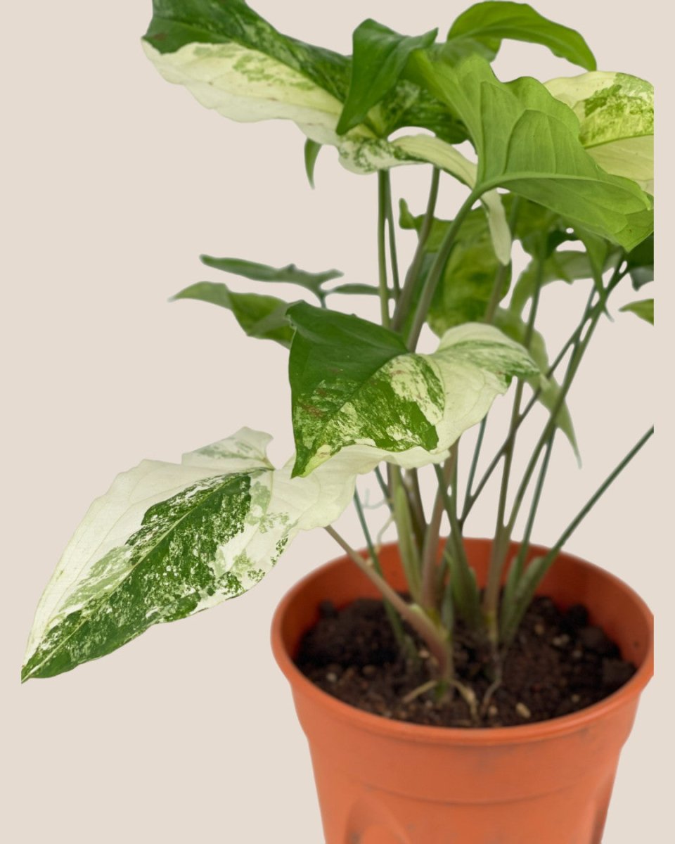 Syngonium White Albo - grow pot - Potted plant - Tumbleweed Plants - Online Plant Delivery Singapore