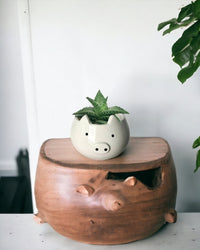 "Tiger" Aloe paired with Piggy Planter
