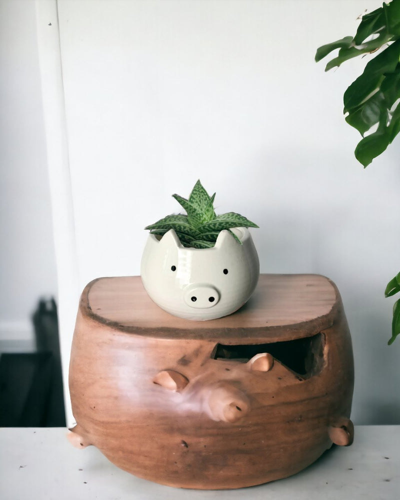 "Tiger" Aloe paired with Piggy Planter