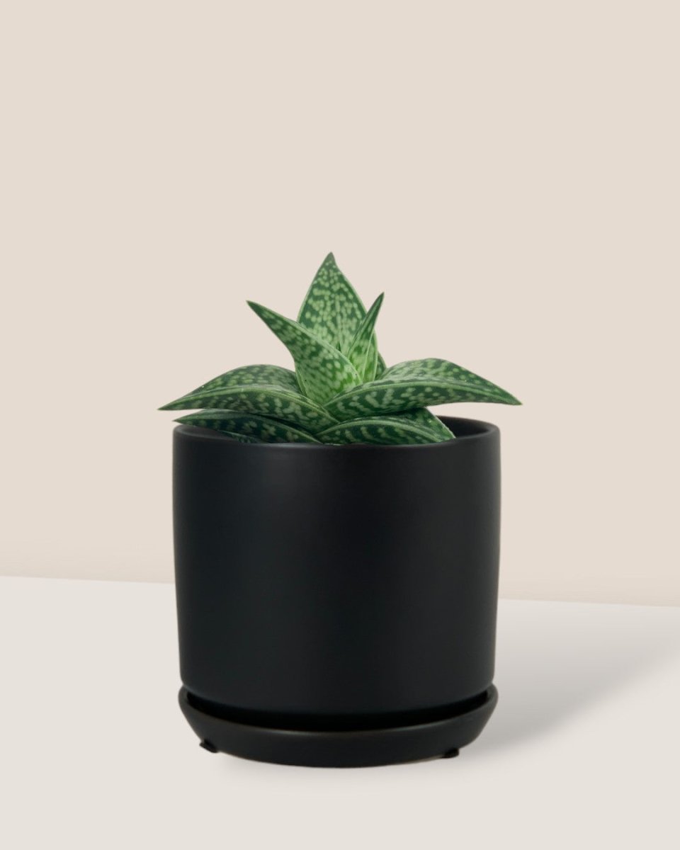 "Tiger" Aloe paired with Little Cylinder Black with Tray Planter