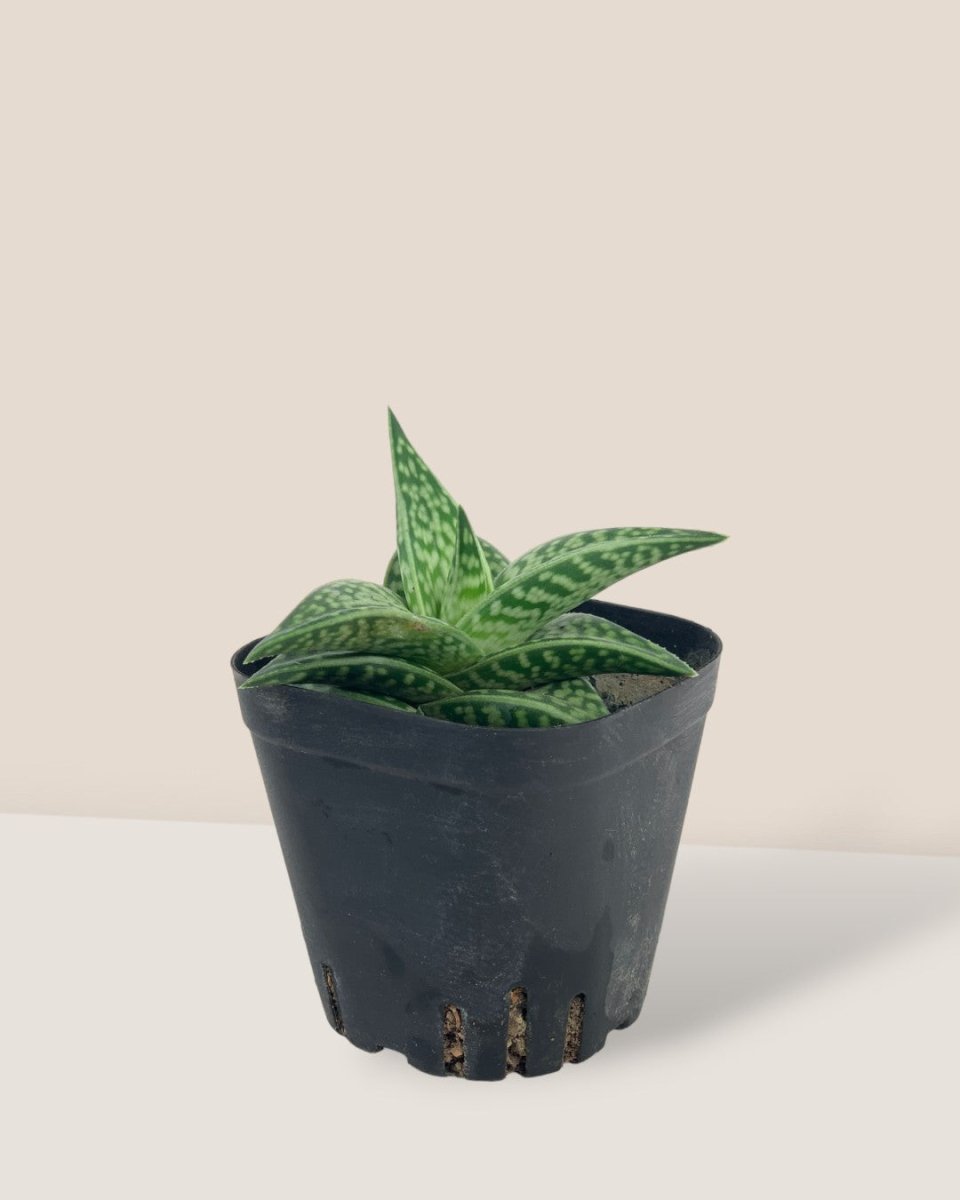 "Tiger" Aloe in a grow pot