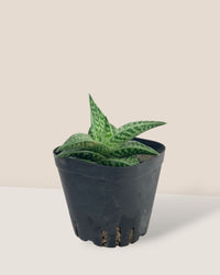 "Tiger" Aloe in a grow pot