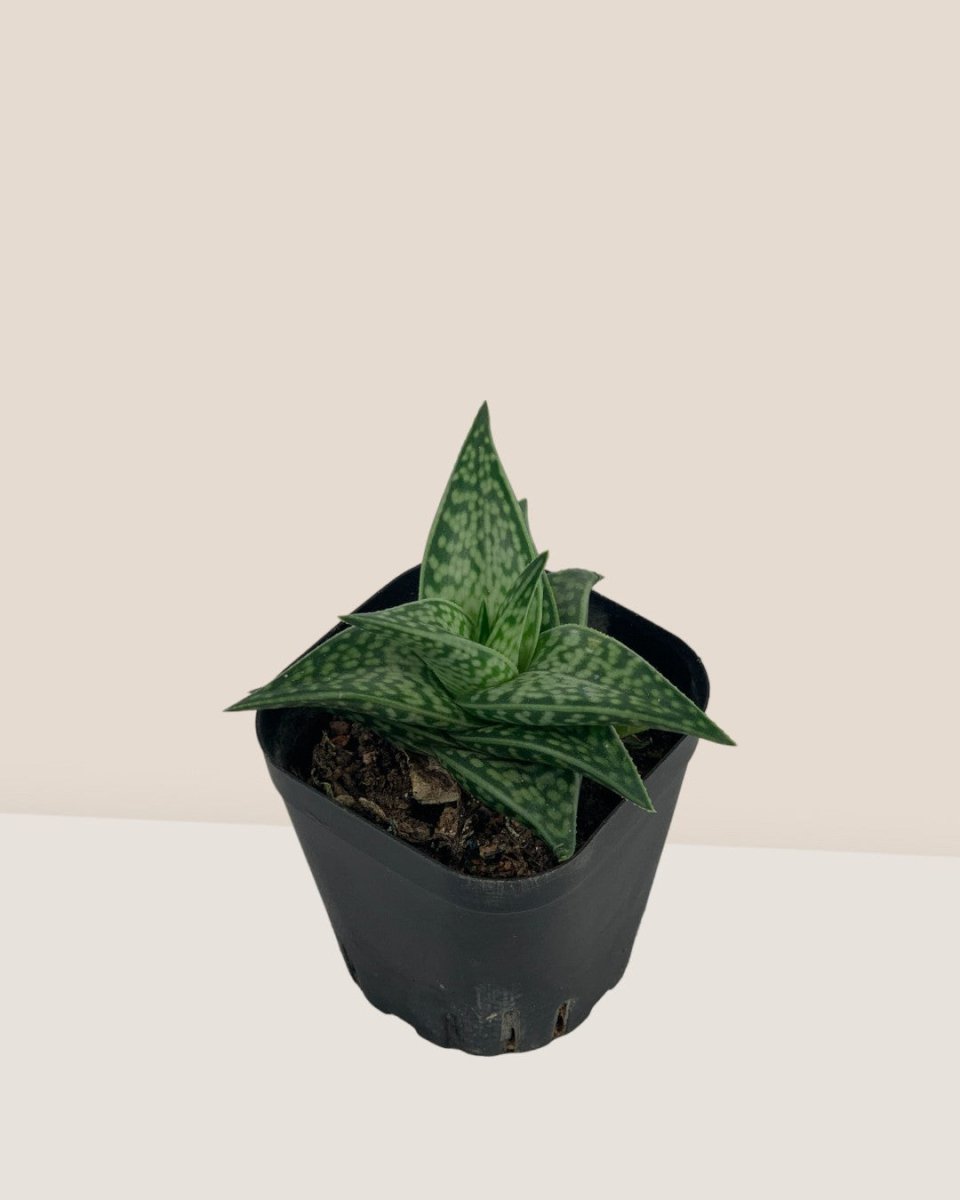 "Tiger" Aloe in a grow pot