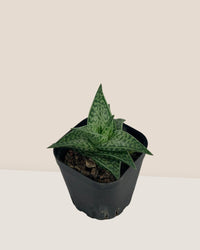"Tiger" Aloe in a grow pot