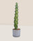Titty Cactus